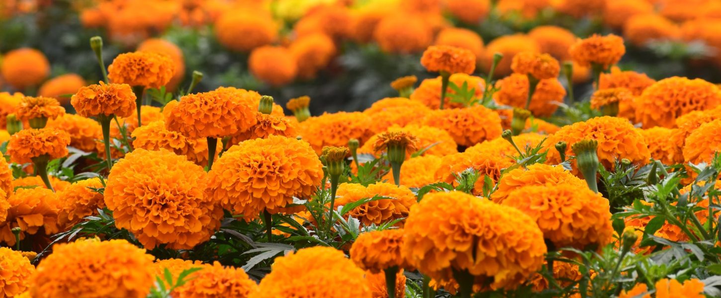 Recognizing and Cultivating Marigolds in the Classroom - ThinkGive